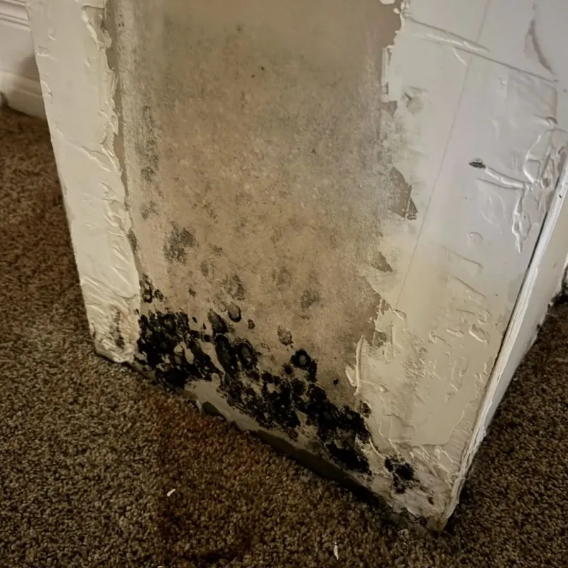Professional Mold Removal in Palo Cedro, CA
